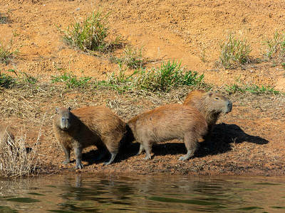 Capybara在水边海滩图片