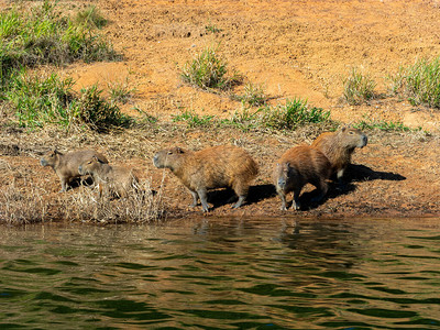 Capybara在水边海滩图片