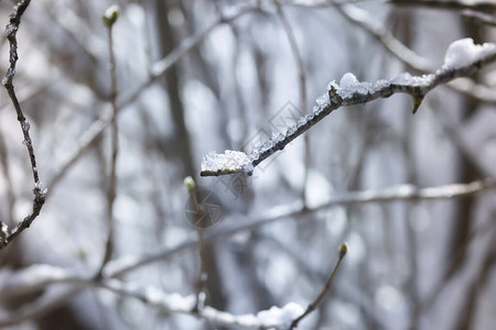 东欧乡村冬季自然细节图片