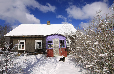 活跃狗在雪地上走动靠近农村的图片