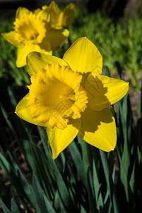 一朵阳光明媚的水仙花在春天的黄色开花图片