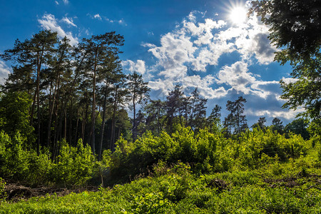 明亮的太阳在奥地利与堕落的森林和Conifer图片