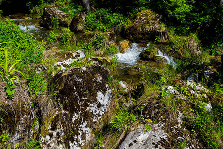 清澈的山溪岩石和植被上的淡水图片