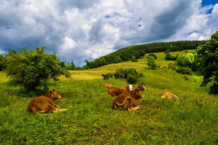奥地利农村景观绿草地上的年轻图片