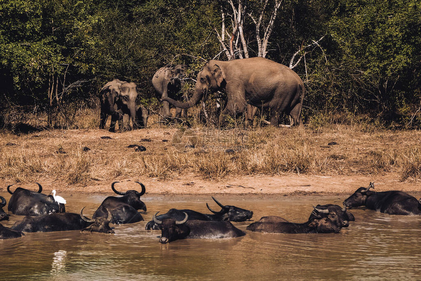 斯里兰卡乌达瓦拉维公园的大象家族从野生动物园吉普车观察野生动物一群水牛图片