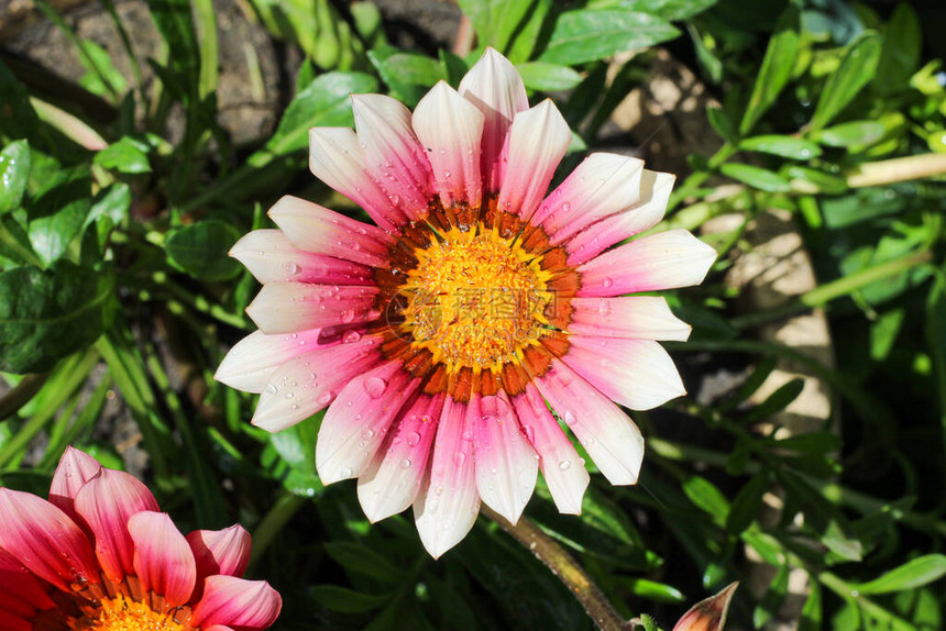 粉红色和白色花瓣的美丽花朵绿色背景模图片