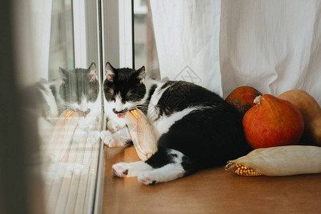 睡南瓜和玉米的可爱猫图片
