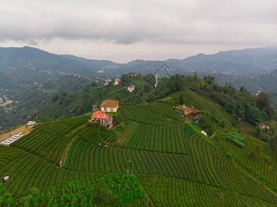 茶叶种植园地貌花园土耳其之家农图片