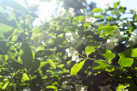 茉莉花生长在花园的灌木丛中图片