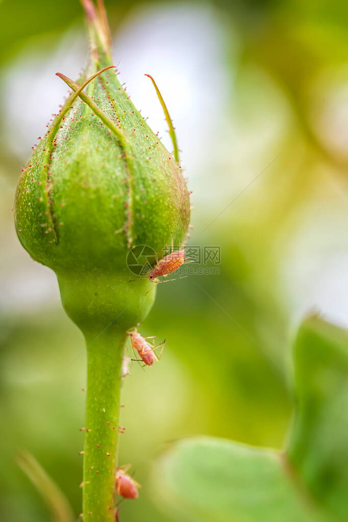 自然中玫瑰芽的虫子关闭图片