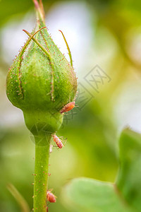 自然中玫瑰芽的虫子关闭图片