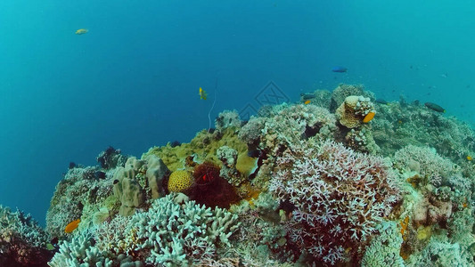 热带鱼和珊瑚礁在潜水有珊瑚和热带鱼的海底世界菲律图片
