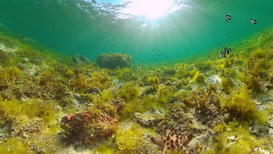 珊瑚礁水下世界与潜水的鱼类水下珊瑚花园菲律图片