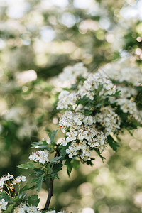 美丽盛开的VanhoutteSpirea图片