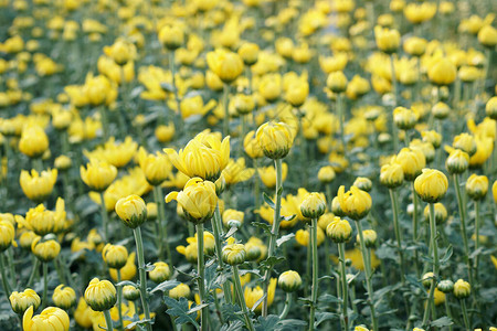 黄色菊花Chrysanthemum图片