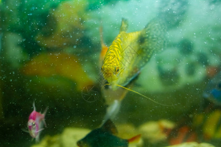 有鱼的水族馆水族馆里的热带鱼水族图片