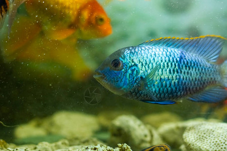 水族馆里的蓝色热带鱼水族图片