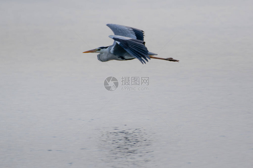 海鸥飞过湿地的湖面图片