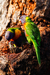 澳大利亚彩虹澳洲鹦鹉图片