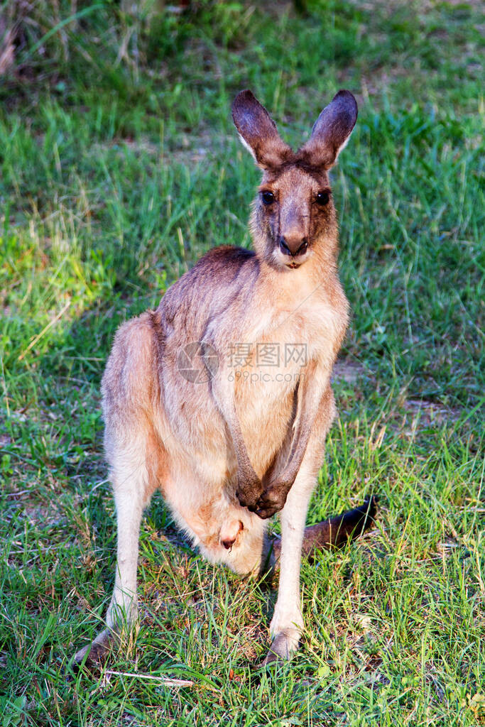 Kangaroo动物澳图片