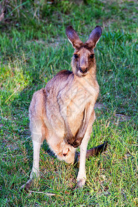 Kangaroo动物澳图片