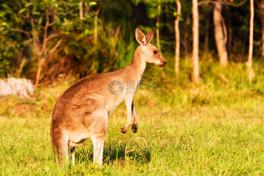 Kangaroo动物澳图片