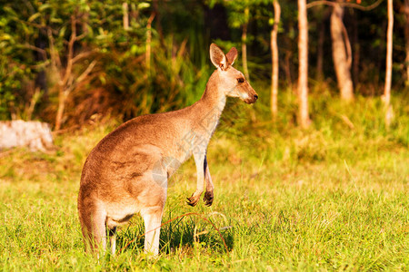 Kangaroo动物澳图片