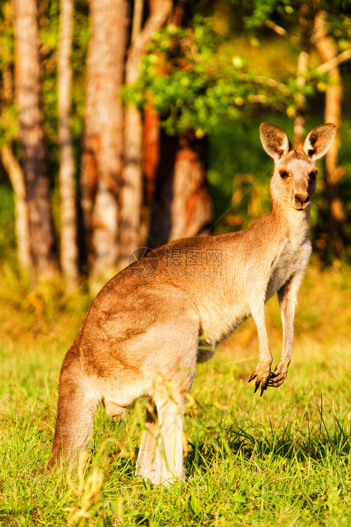 Kangaroo动物澳图片