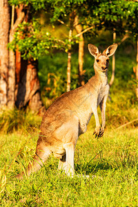 Kangaroo动物澳图片