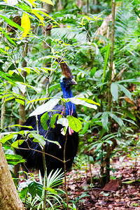 Daintree雨林图片