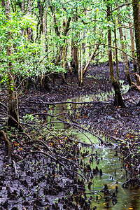 澳大利亚昆士兰Daintree国图片