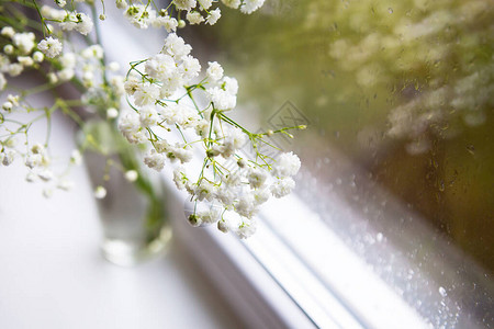 美丽的白色满天星花站在窗边图片