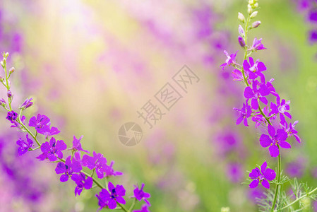 夏季背景有鲜花紫色图片