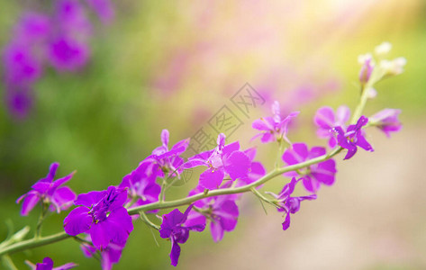 夏季背景有鲜花紫色图片