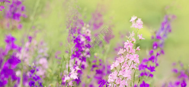 紫色和粉红色的野花夏天的照片图片