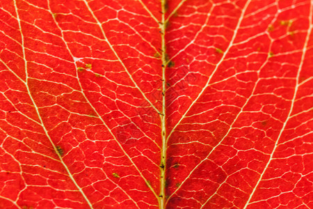 特写秋天红色橙绿木板树叶在太阳背景下发光的极端宏观纹理视图鼓舞人心的自然10月或9月壁纸背景图片