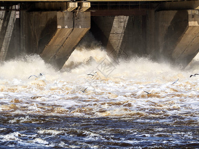 海鸥在大坝上排放水图片