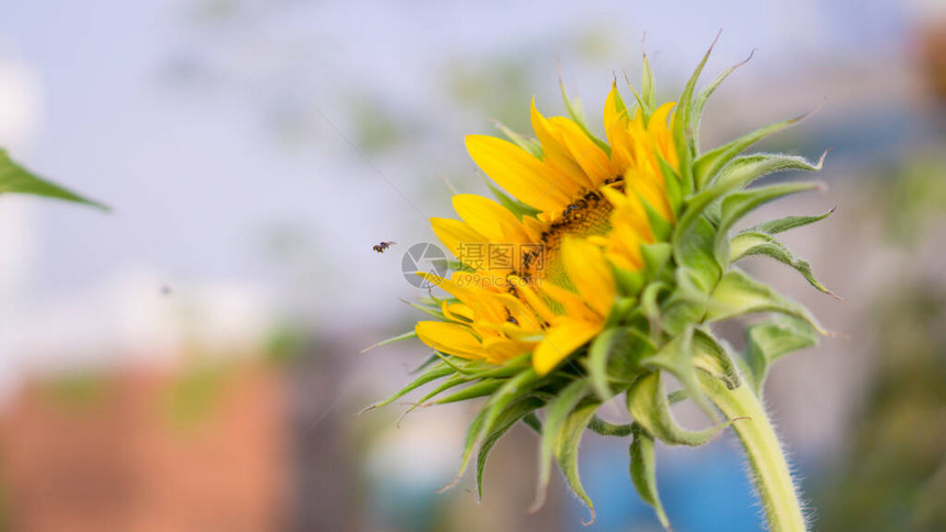 一只小向日葵和一只小蜜蜂在云彩蓝天背景下图片