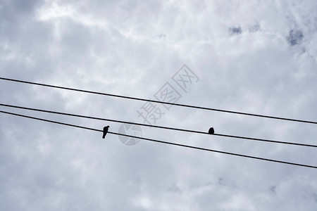 电线上的两只鸟和天空上一波微软的荧光白云图片