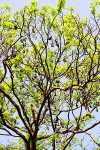 在斯里兰卡的树枝上挂着数以图片