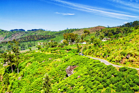 斯里兰卡的茶园图片