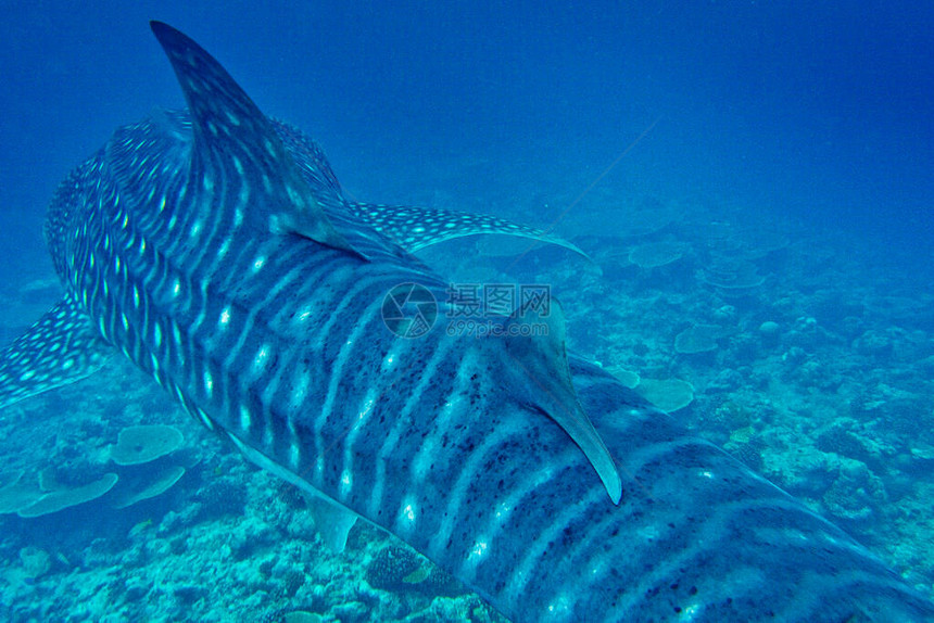 鲸鲨鱼Rhincodon打字机南阿里环礁马尔代夫图片