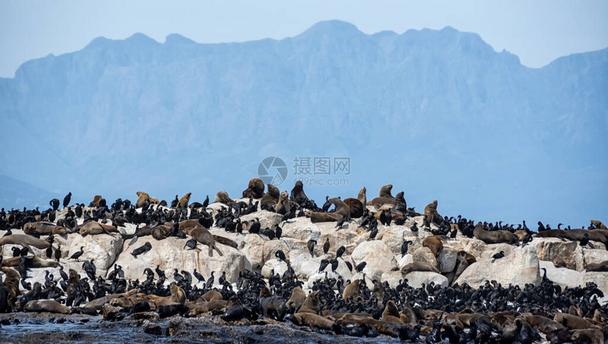 南非福尔斯湾海豹岛上的海豹角图片