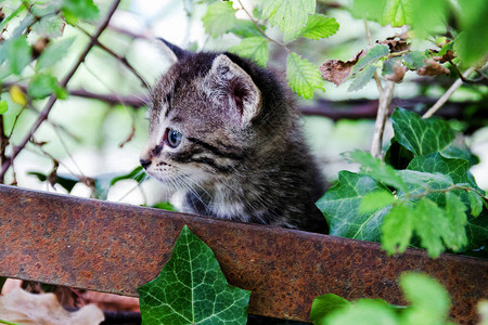 树下的小猫图片