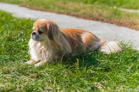 在散步时养着红斑犬一身漂亮的金宠物生图片