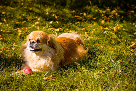 在散步时养着红斑犬一身漂亮的金宠物生背景图片