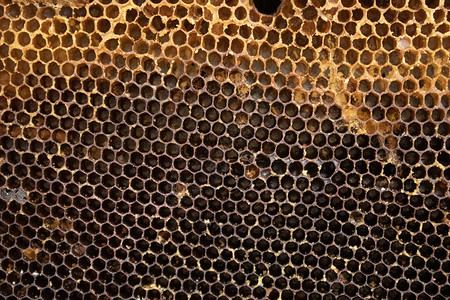 用过的蜂窝蜜蜂的房子蜂巢养蜂业养蜂人养蜂业的概念图片