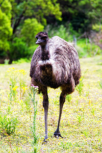 澳大利亚维多利亚塔山野生动物保护区的图片