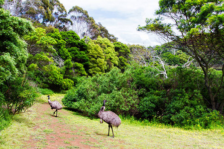 澳大利亚维多利亚塔山野生动物保护区的图片