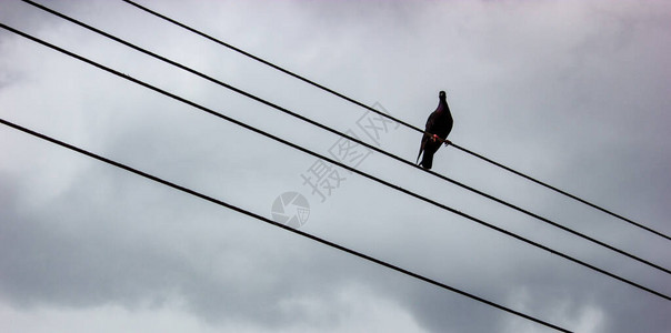 巴西里约热内卢带灰色背景的鸽图片